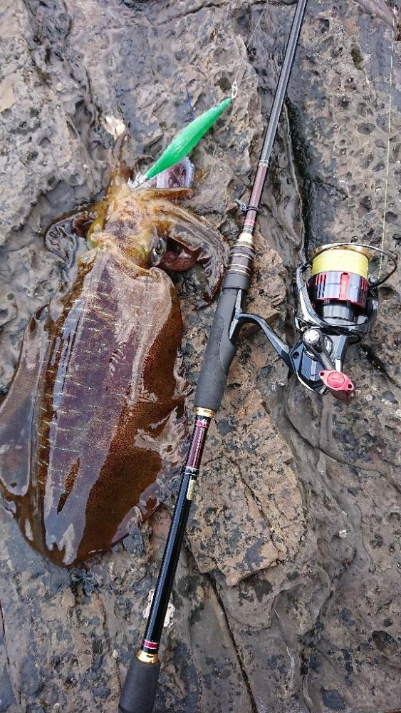対馬エギング釣果……32