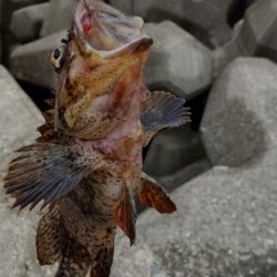 忍耐大切なカサゴ穴釣り