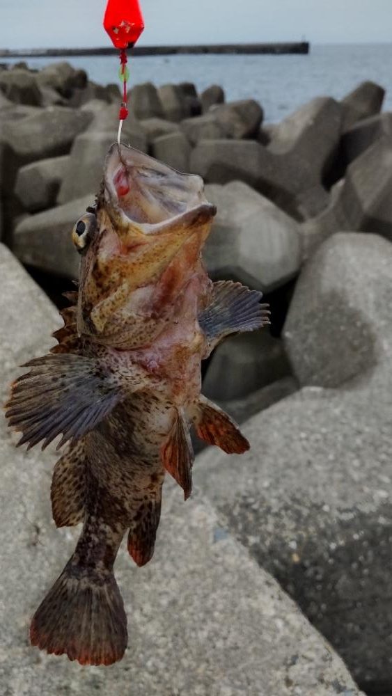 忍耐大切なカサゴ穴釣り
