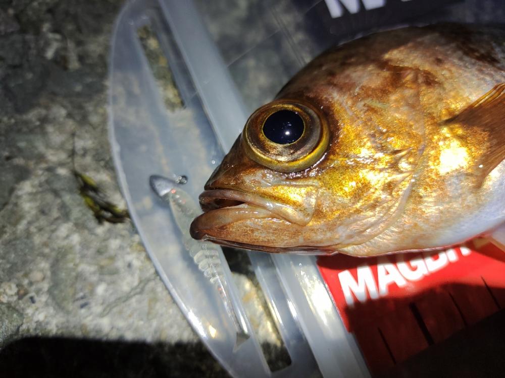 【メバリング】休日①