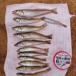 敦賀半島へ越冬キス狙いでの釣行