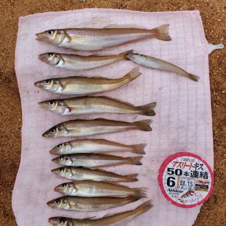 敦賀半島へ越冬キス狙いでの釣行