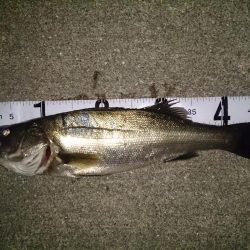 バチ抜けシーバス？