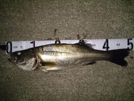 バチ抜けシーバス？