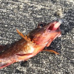 深日港に行ってみた