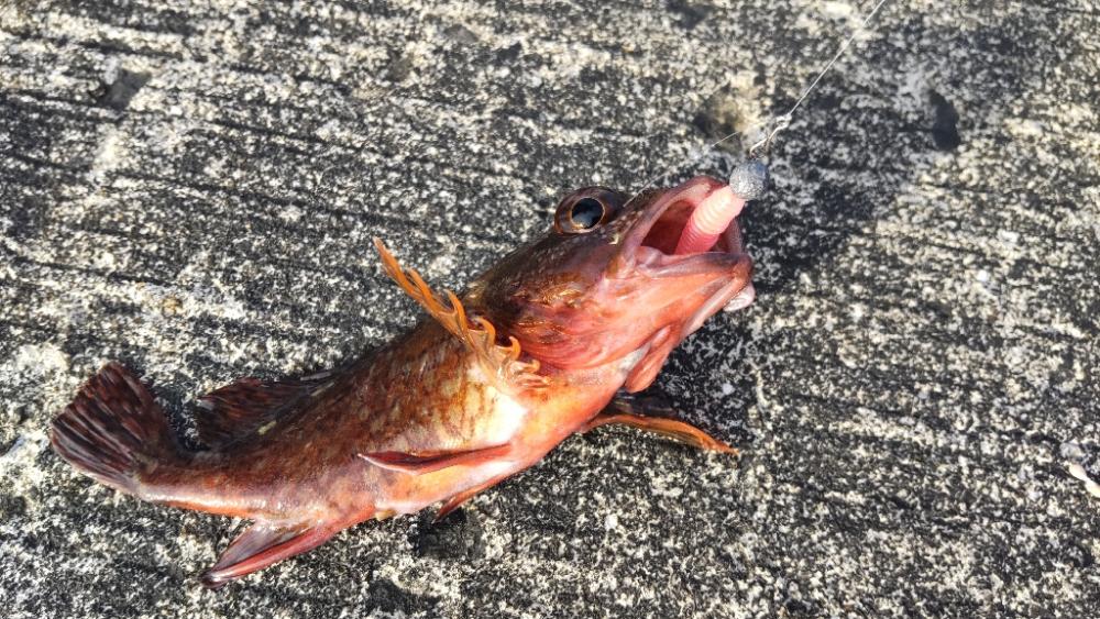 深日港に行ってみた