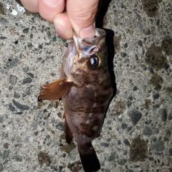 メバリング→ガシリングに