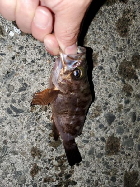 メバリング→ガシリングに