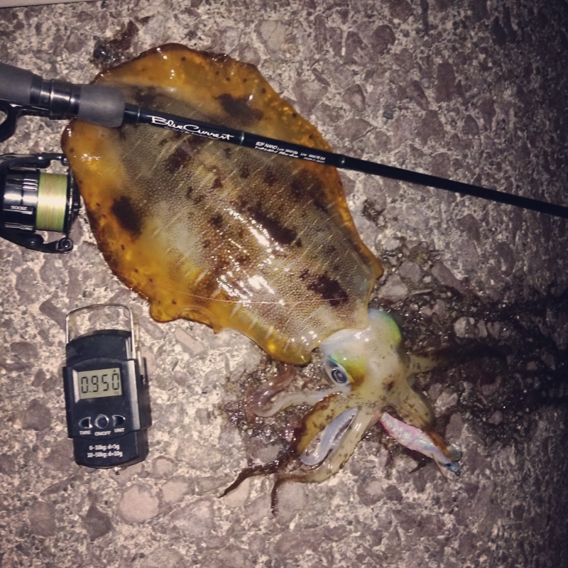 春は近づいてます！