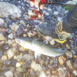 幸せの幸ちゃんとボラ