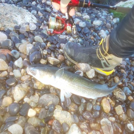 幸せの幸ちゃんとボラ