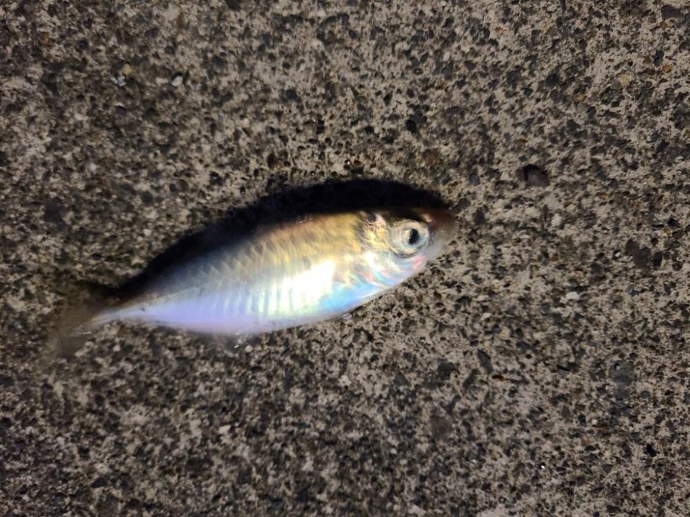 結局いつもの···