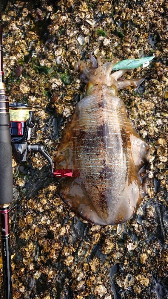 対馬エギング釣果……36