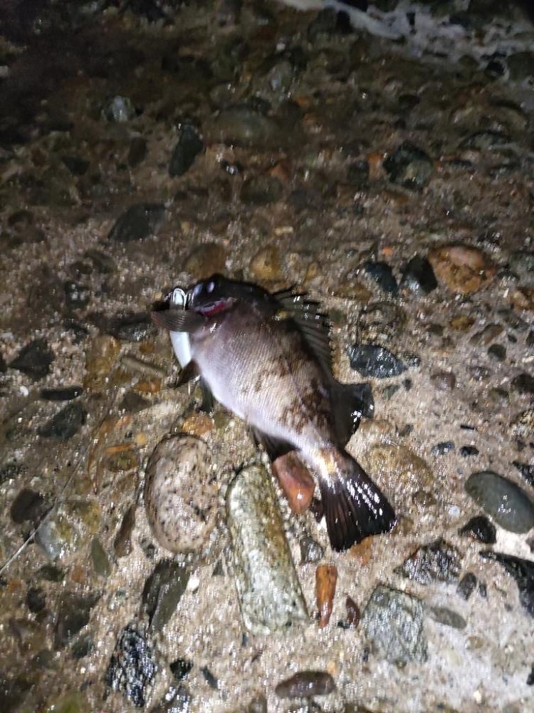 嬉しいゲストが・・・