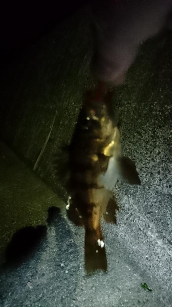 前日の釣果情報をみて・・・