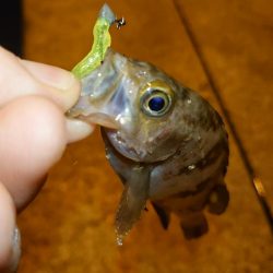 懲りずにメバリング