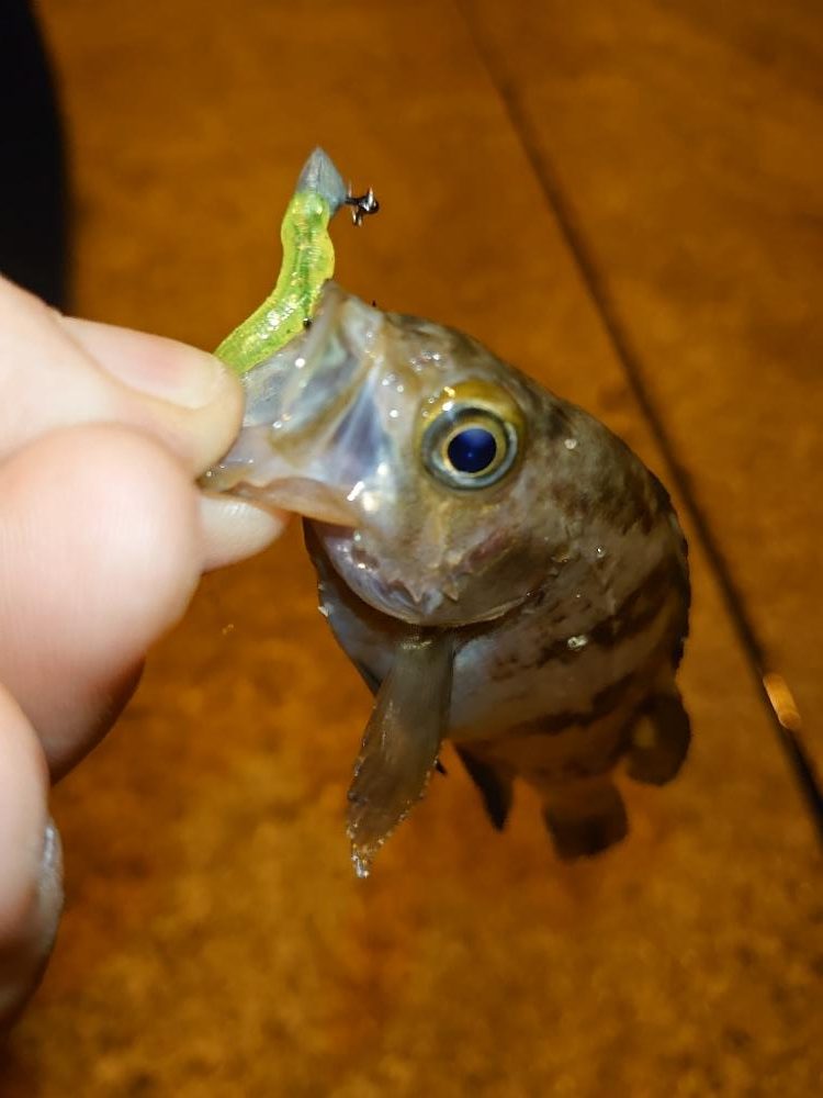 懲りずにメバリング