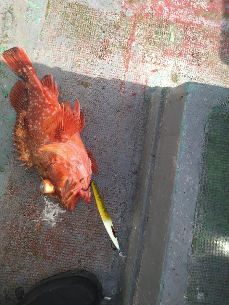 渋い中ボウズは回避