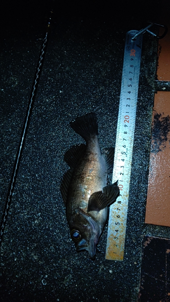 淡路でメバリング