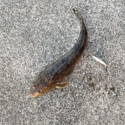 ライトゲーム！