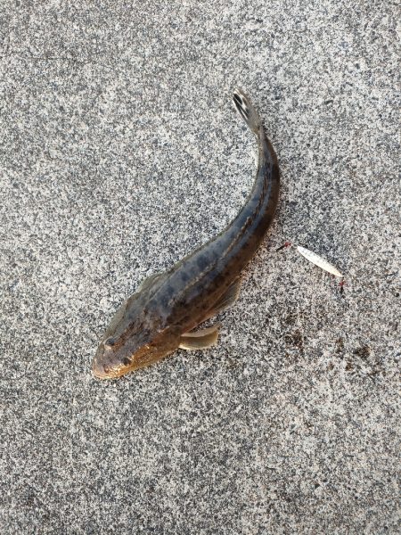 ライトゲーム！