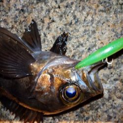 雨天メバリング