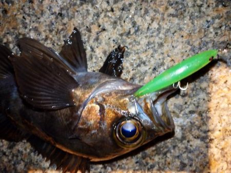 雨天メバリング