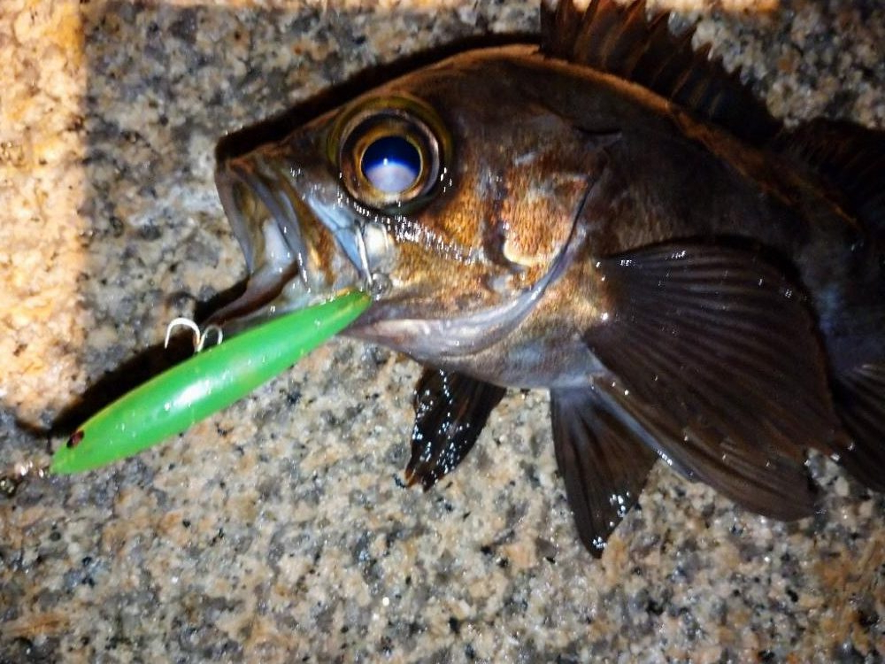 雨天メバリング