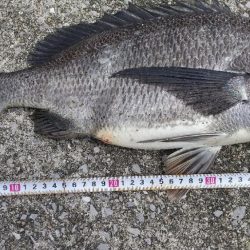 真チヌ✖️純正…