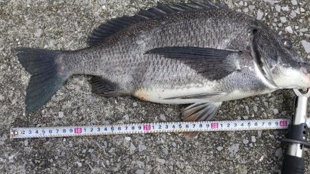 真チヌ✖️純正…