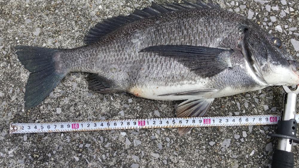 真チヌ✖️純正DJ