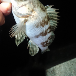 まだのようで。