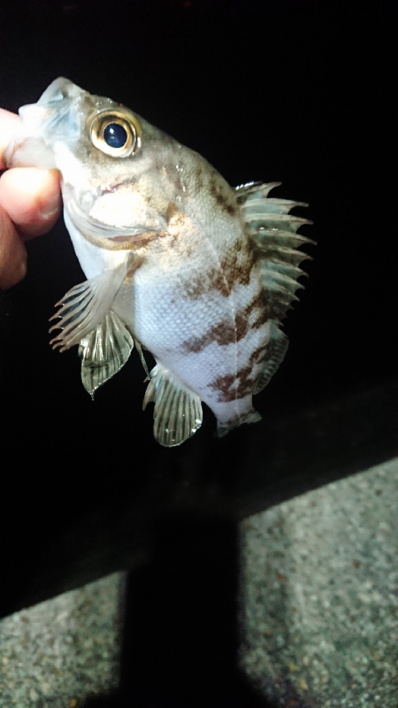 まだのようで。