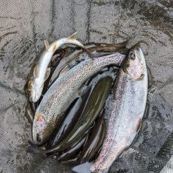 今年初の本流釣り