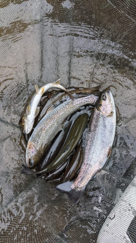 今年初の本流釣り