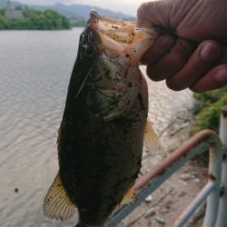 パワーフィネスで小バス