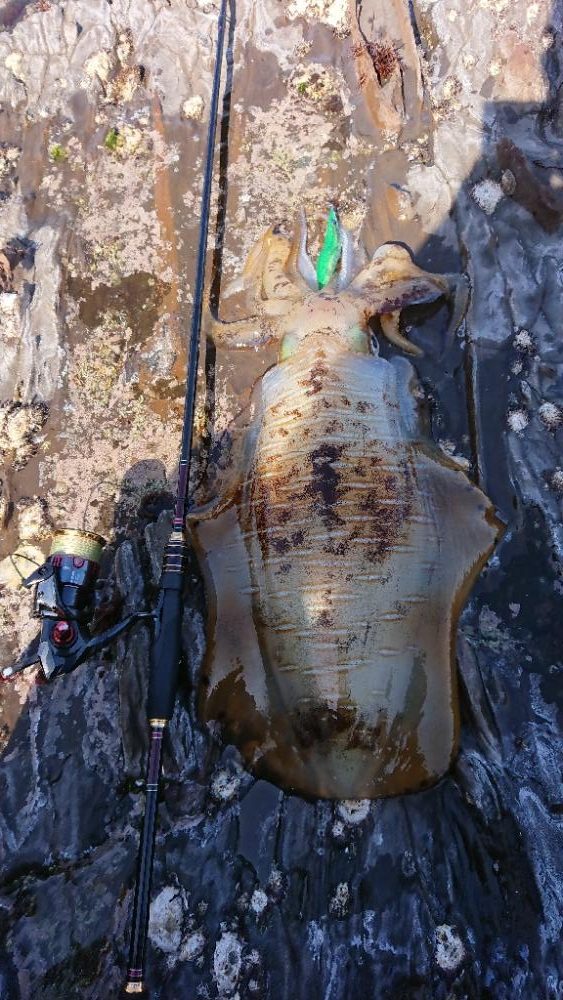 対馬エギング釣果……41