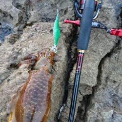 対馬エギング釣果……35