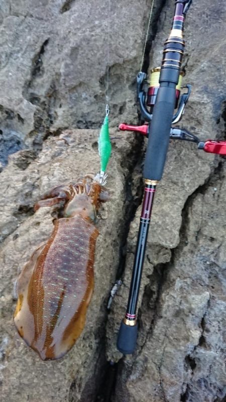 対馬エギング釣果……35