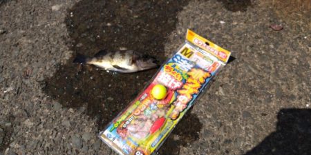 のんびり陸釣行