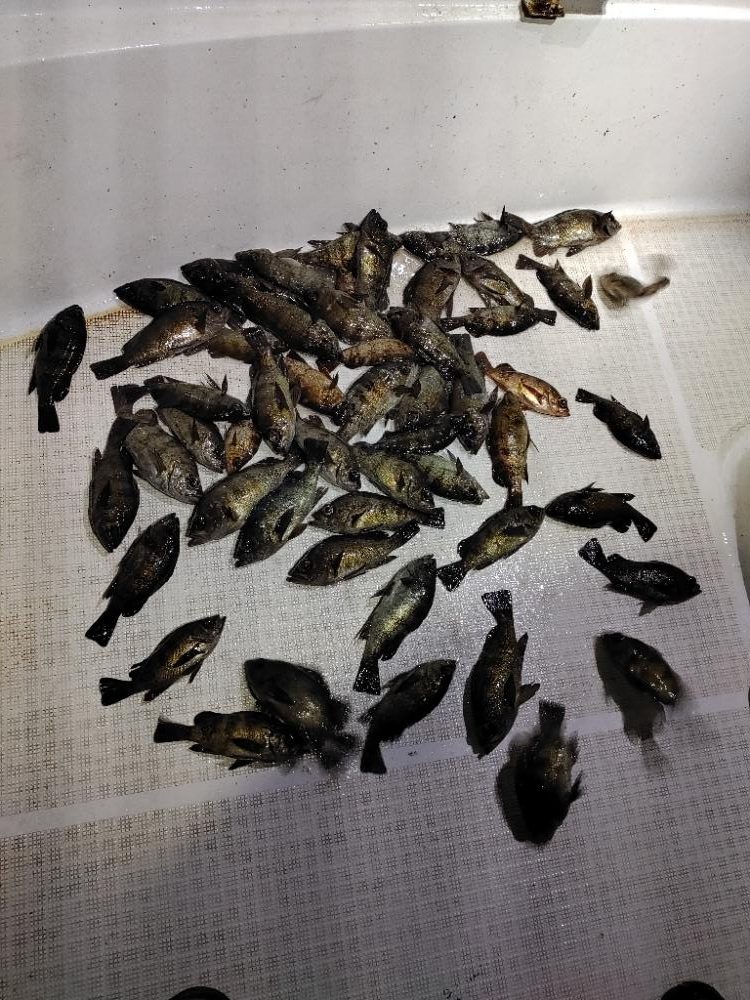 ボートメバリング