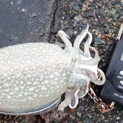 コウイカエギング