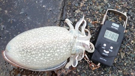 コウイカエギング