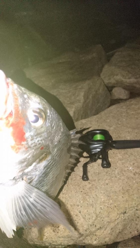 シーバス釣り 雰囲気とても良い