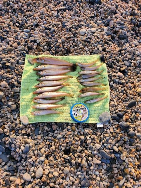 敦賀のキス偵察