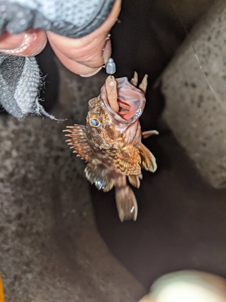 ちびっ子まつり