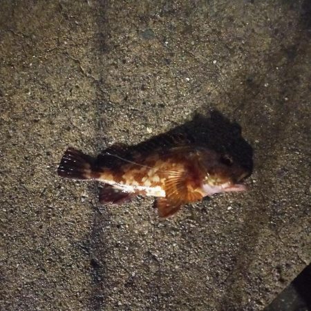 ウキ釣り、ショアジギング不発