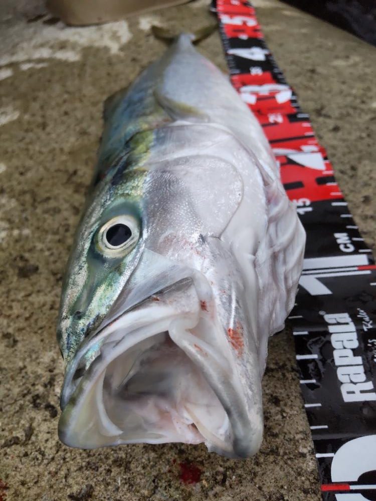 ショアプラッキング