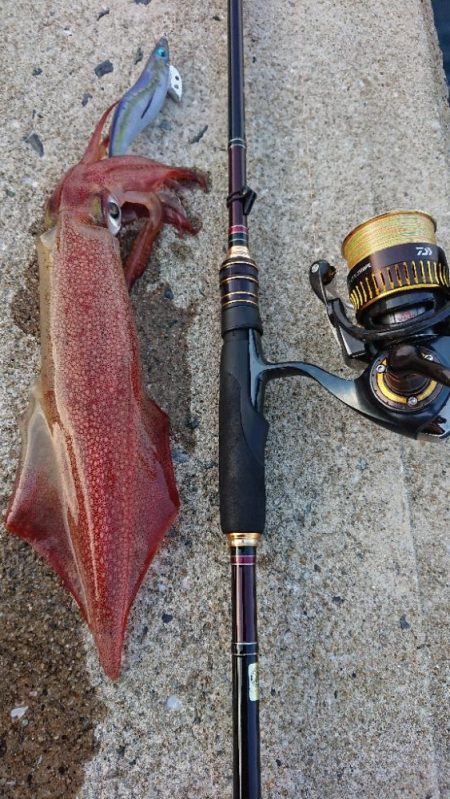 対馬エギング釣果……43