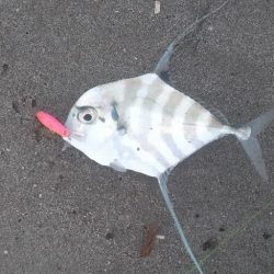 サーフでイトヒキアジ